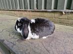 Nederlandse dwerg hangoor ram te koop, Dieren en Toebehoren, Konijnen, Mannelijk, Dwerg, Hangoor, 0 tot 2 jaar