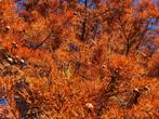 Meer--Cipres / Taxodium Ascendens, Volle zon, Vaste plant, Lente, Ophalen