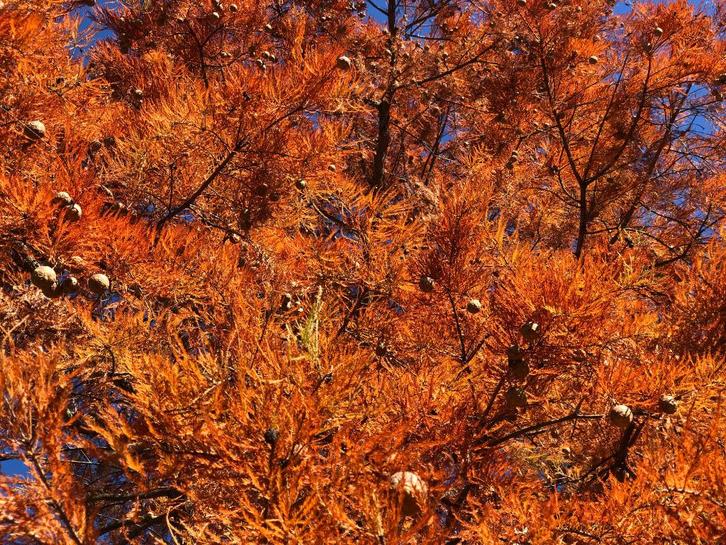 Meer--Cipres / Taxodium Ascendens, Tuin en Terras, Planten | Tuinplanten, Vaste plant, Overige soorten, Volle zon, Lente, Ophalen