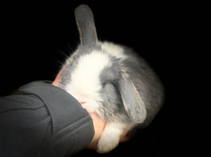 Superlief en mooi hangoordwerg konijntje met blauwe oogjes, Dieren en Toebehoren, Konijnen, Dwerg, Mannelijk, 0 tot 2 jaar, Hangoor