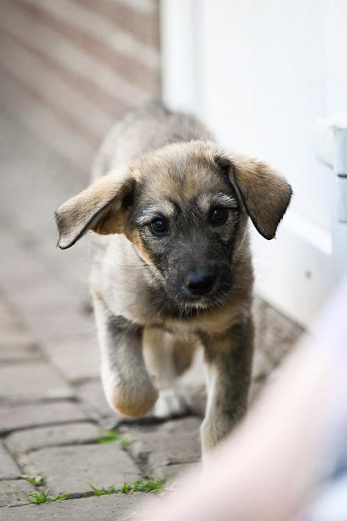Aneta teefje 4 maanden, Dieren en Toebehoren, Honden | Niet-rashonden, Middel, Teef, Particulier, Eén hond, Buitenland, 15 weken tot 1 jaar