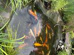 Alle vissen in deze vijver worden  (ook los) verkocht., Karper of Koi