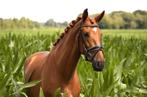 Lieve vos andalusier pre cruzado ruin, Dieren en Toebehoren, B, Ruin, 3 tot 6 jaar, 160 tot 165 cm