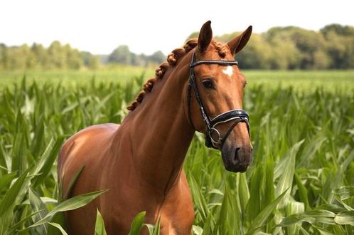 Lieve vos andalusier pre cruzado ruin, Dieren en Toebehoren, Paarden, Ruin, B, 160 tot 165 cm, 3 tot 6 jaar, Met stamboom, Gechipt