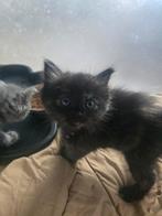 Ragdoll kittens, Dieren en Toebehoren, Katten en Kittens | Overige Katten, Meerdere dieren