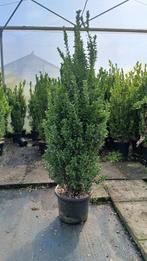 NERGENS ANDERS TE KOOP!! Euonymus Green Spire 100+, Ophalen of Verzenden, Overige soorten, Haag, 100 tot 250 cm