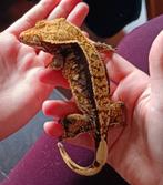 Wimpergekko vrouw, Dieren en Toebehoren, Reptielen en Amfibieën, Hagedis, Tam, 7 tot 10 jaar