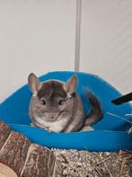 Chinchilla Dolinda zoekt een huisje!, Vrouwelijk, Chinchilla, Voor 1 juli 2024, Tam