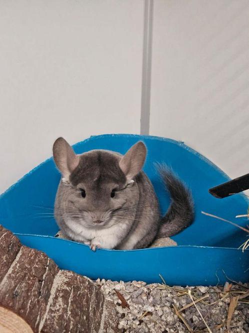 Chinchilla Dolinda zoekt een huisje!, Dieren en Toebehoren, Knaagdieren, Vrouwelijk, Chinchilla, Voor 1 juli 2024, Tam