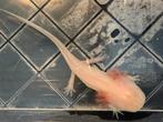Baby axolotl roze/wit Albino- laatste exemplaar!, Dieren en Toebehoren, Reptielen en Amfibieën, Amfibie, 0 tot 2 jaar