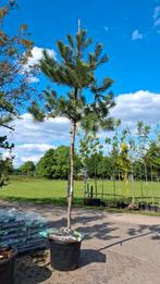 Pinus sylvestris, Grove den hoogstam €295,- pst naaldbomen, Tuin en Terras, Planten | Bomen, In pot, 250 tot 400 cm, Zomer, Overige soorten