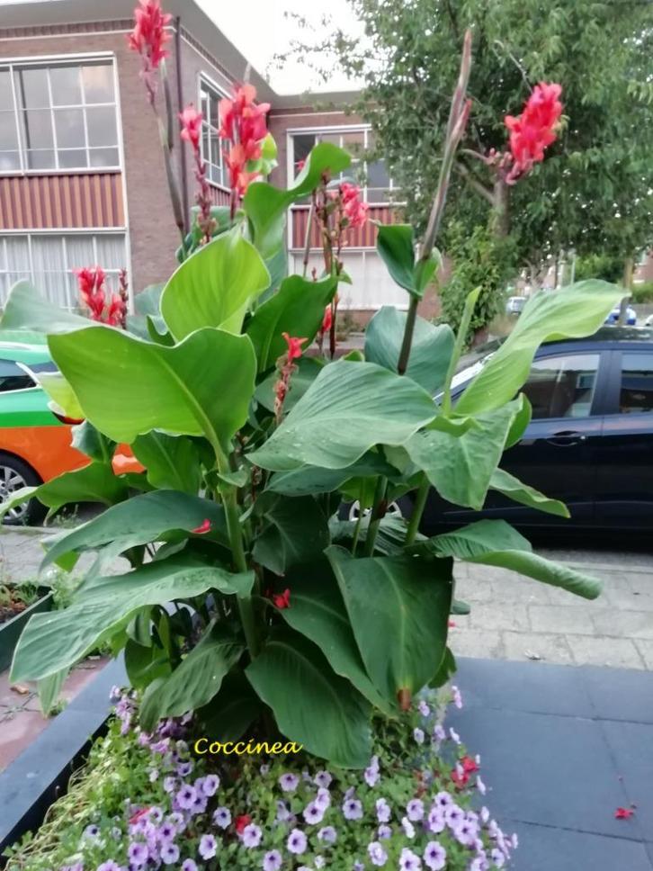 Canna knollen Cossinea Wolfsong Russian Red, Tuin en Terras, Bloembollen en Zaden, Knol, Voorjaar, Volle zon, Ophalen of Verzenden