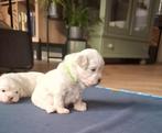 Boomer pups, Dieren en Toebehoren, Honden | Chihuahua's en Gezelschapshonden, Overige rassen, CDV (hondenziekte), 8 tot 15 weken
