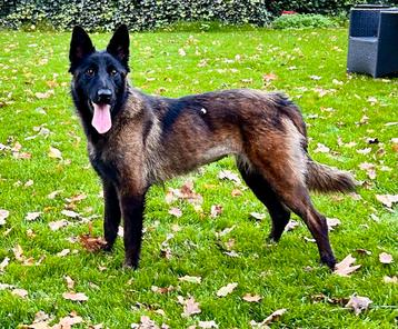 Mingan, herder mix teefje gesteriliseerd 1 jaar beschikbaar voor biedingen