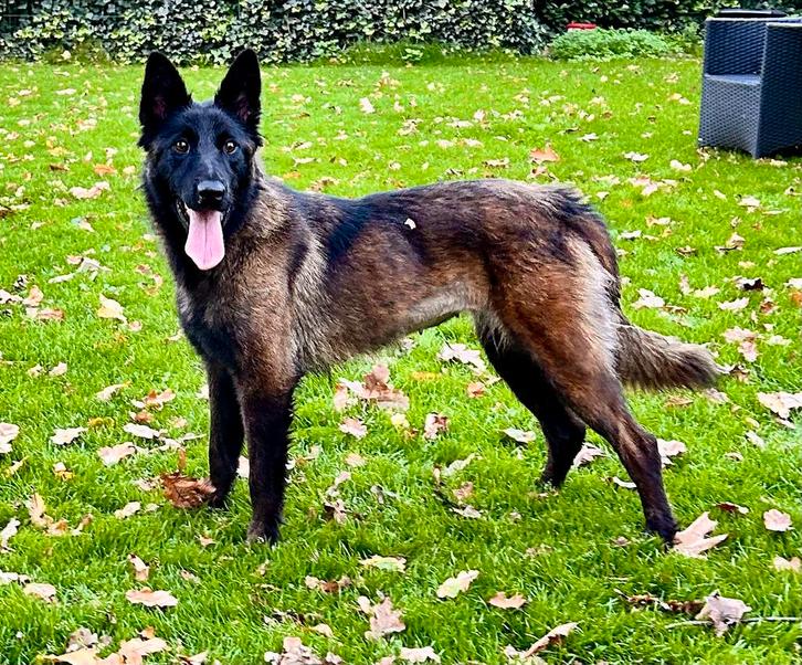 Mingan, herder mix teefje gesteriliseerd 1 jaar, Dieren en Toebehoren, Honden | Herdershonden en Veedrijvers, Teef, Herder, Particulier