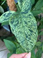 Syngonium Mottled Mojito stek, Huis en Inrichting, Kamerplanten, Overige soorten, In pot, Minder dan 100 cm, Groene kamerplant