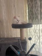 1 lieve katerje tekoop, Kater, Ontwormd, 0 tot 2 jaar