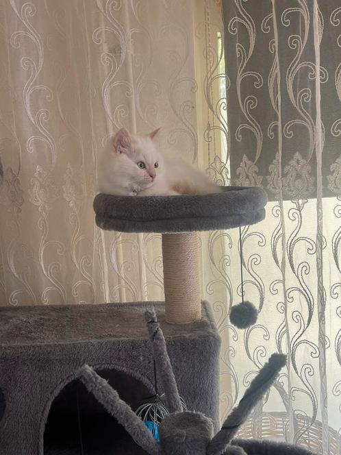 1 lieve katerje tekoop, Dieren en Toebehoren, Katten en Kittens | Raskatten | Langhaar, Kater, 0 tot 2 jaar, Met stamboom, Ontwormd