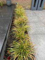Siergrassen grote en kleine pollen, Tuin en Terras, Planten | Tuinplanten, Ophalen of Verzenden, Zomer, Siergrassen, Halfschaduw