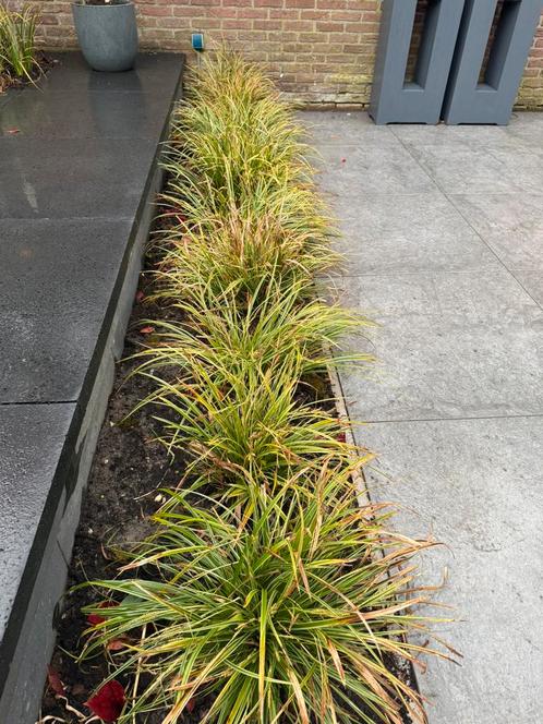 Siergrassen grote en kleine pollen, Tuin en Terras, Planten | Tuinplanten, Siergrassen, Halfschaduw, Zomer, Ophalen of Verzenden