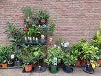 Verschillende Mediterrane tuinplanten - Palm/Olijf/Citrus, Volle zon, Vaste plant, Bloeit niet, Ophalen