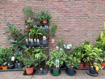 Verschillende Mediterrane tuinplanten - Palm/Olijf/Citrus beschikbaar voor biedingen