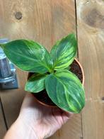 Musa cavendish variegata plant aurea yellow lemon mint, Huis en Inrichting, Kamerplanten, Ophalen of Verzenden, Overige soorten