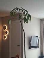Vingersboom (Schefflera), Ophalen, Overige soorten, Halfschaduw, 150 tot 200 cm