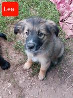 7 lieve sociale hondjes ter adoptie!, Dieren en Toebehoren, Honden | Chihuahua's en Gezelschapshonden, Rabiës (hondsdolheid), 15 weken tot 1 jaar
