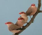 Napoleonnetje / Napoleonnetjes Pop GEZOCHT, Dieren en Toebehoren, Vogels | Overige Vogels, Vrouwelijk, Tropenvogel