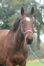 Lief paard sociale merrie 5 jaar 1.58 lage prijsklase, Dieren en Toebehoren, Merrie, Zadelmak, 3 tot 6 jaar, 160 tot 165 cm