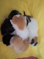 6 mooie kittens, Dieren en Toebehoren