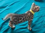 ☆Top ras☆ Bengaalse kittens met stamboom, Dieren en Toebehoren, Katten en Kittens | Raskatten | Korthaar, Meerdere dieren, Met stamboom