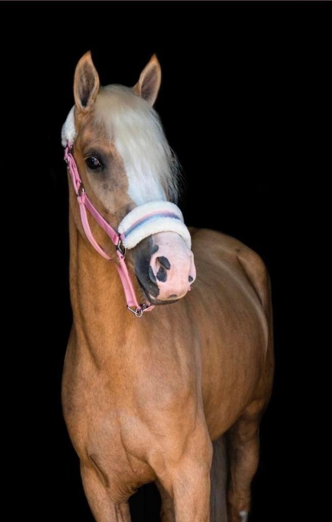 Super knappe  e pony te koop, Dieren en Toebehoren, Pony's, Merrie, B, E pony (1.48m - 1.57m), 3 tot 6 jaar, Gechipt, Ontwormd