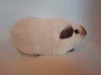 Cavia, Gladhaar, Wit californian choco, Dieren en Toebehoren, Knaagdieren, Cavia, Mannelijk, Mei, Tam