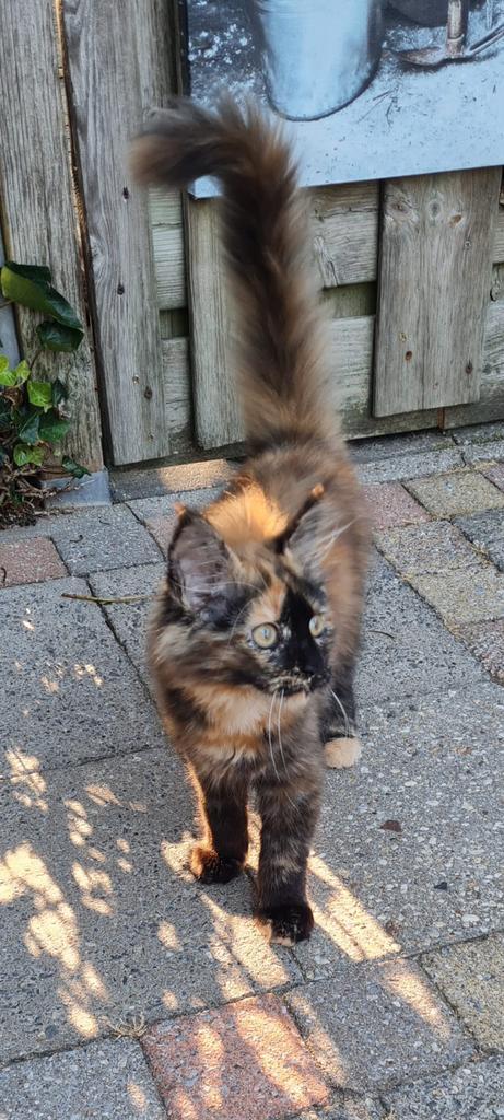 Main coon  kitten, Dieren en Toebehoren, Katten en Kittens | Raskatten | Langhaar, Poes, Gechipt