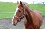 Paard (ruin) zoekt gouden pensioen plekje, Dieren en Toebehoren, Paarden, Ruin, Recreatiepaard