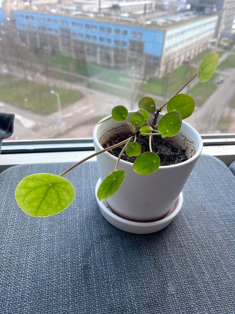 Pannenkoekenplant in pot, Huis en Inrichting, Kamerplanten, Ophalen, Overige soorten, Halfschaduw, In pot