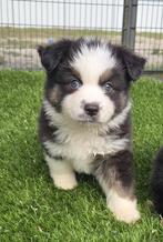 Te koop mooie mini Australian sherperd pups, Nederland, CDV (hondenziekte), 8 tot 15 weken, Meerdere