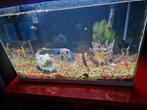 Aquarium 59x31.5x44.1 60 liter, Dieren en Toebehoren, Vissen | Aquaria en Toebehoren, Ophalen, Zo goed als nieuw, Gevuld zoetwateraquarium
