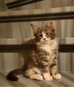 Schitterende Maine Coon Kittens met stamboom, Dieren en Toebehoren, Meerdere dieren, Gechipt, 0 tot 2 jaar