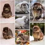 Diverse NHD konijnen te koop!, Dieren en Toebehoren, Vrouwelijk, Dwerg, Hangoor