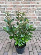 Wintergroene Olijfwilg / Elaeagnus Ebbingei Compacta, Volle zon, Vaste plant, Herfst, Ophalen