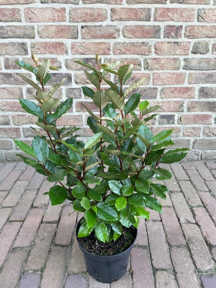 Wintergroene Olijfwilg / Elaeagnus Ebbingei Compacta, Tuin en Terras, Planten | Tuinplanten, Vaste plant, Overige soorten, Volle zon