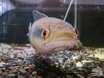 Channa marulioides red barito 45cm, Dieren en Toebehoren, Vissen | Aquariumvissen, Vis