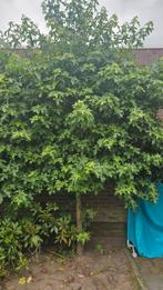 Lei Amberboom, Tuin en Terras, Planten | Bomen, Ophalen, Halfschaduw