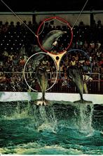 Harderwijk, Dolfinarium, Ophalen of Verzenden, Gelopen, Gelderland