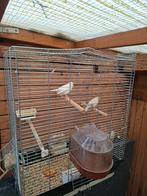 Een koppel met kooi 40euro, Dieren en Toebehoren, Meerdere dieren, Zangkanarie