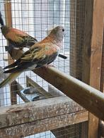 Bourkes parkieten, Geslacht onbekend, Parkiet, Geringd