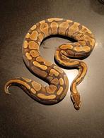 Ballpython 0.1 fire yb nk 18, Slang
